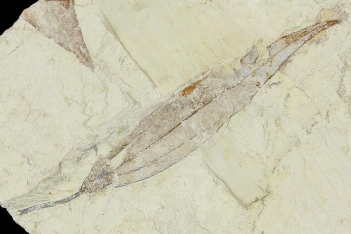 Miocene Fossil Leaf (Cinnamomum) - Augsburg, Germany #139163